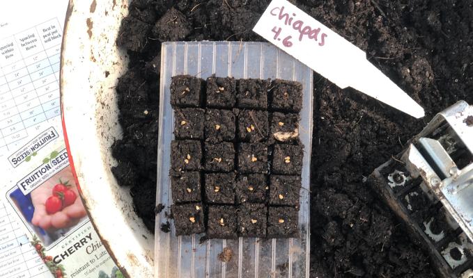 Soil blocks with seeds planted inside.