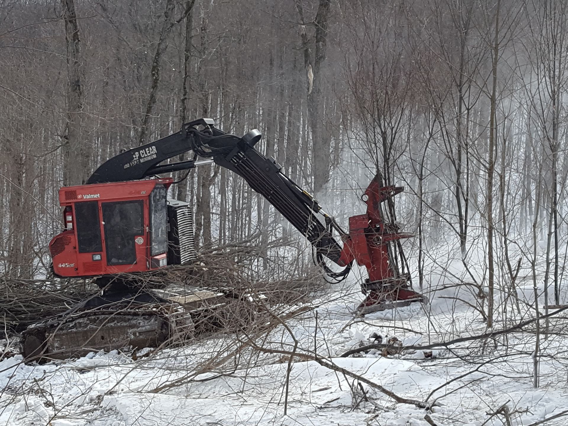 A feller-buncher can efficiently clear the understory, although it is most commonly used in harvesting larger trees. The cutting head allows for stems to be bunched at specific locations. 