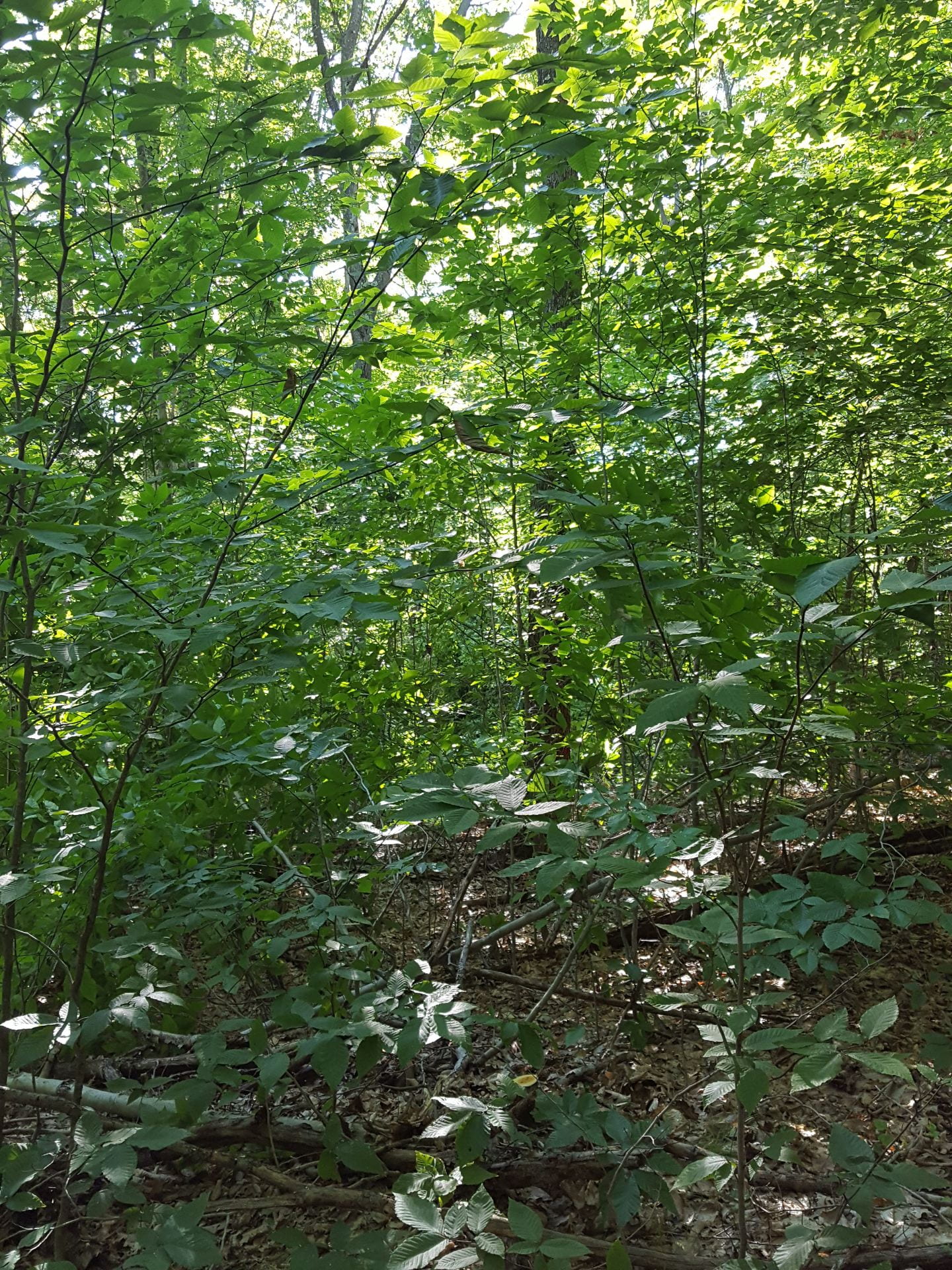 The subcanopy of a stand of woods.