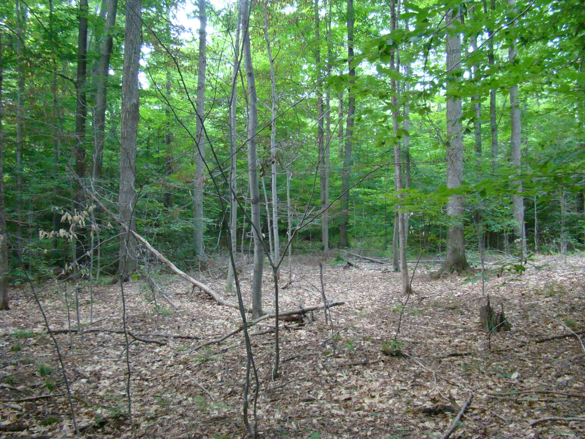 The background of this picture illustrates the upper canopy and subcanopy. The subcanopy was controlled in the foreground, with a significant increase in sunlight to the forest floor. 