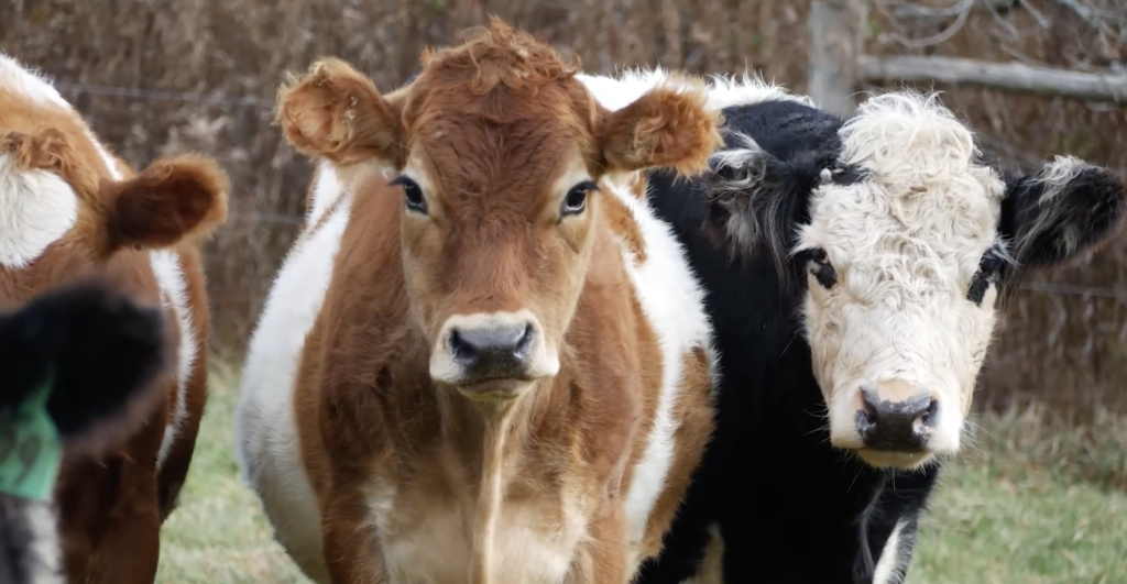 two cows look into camera