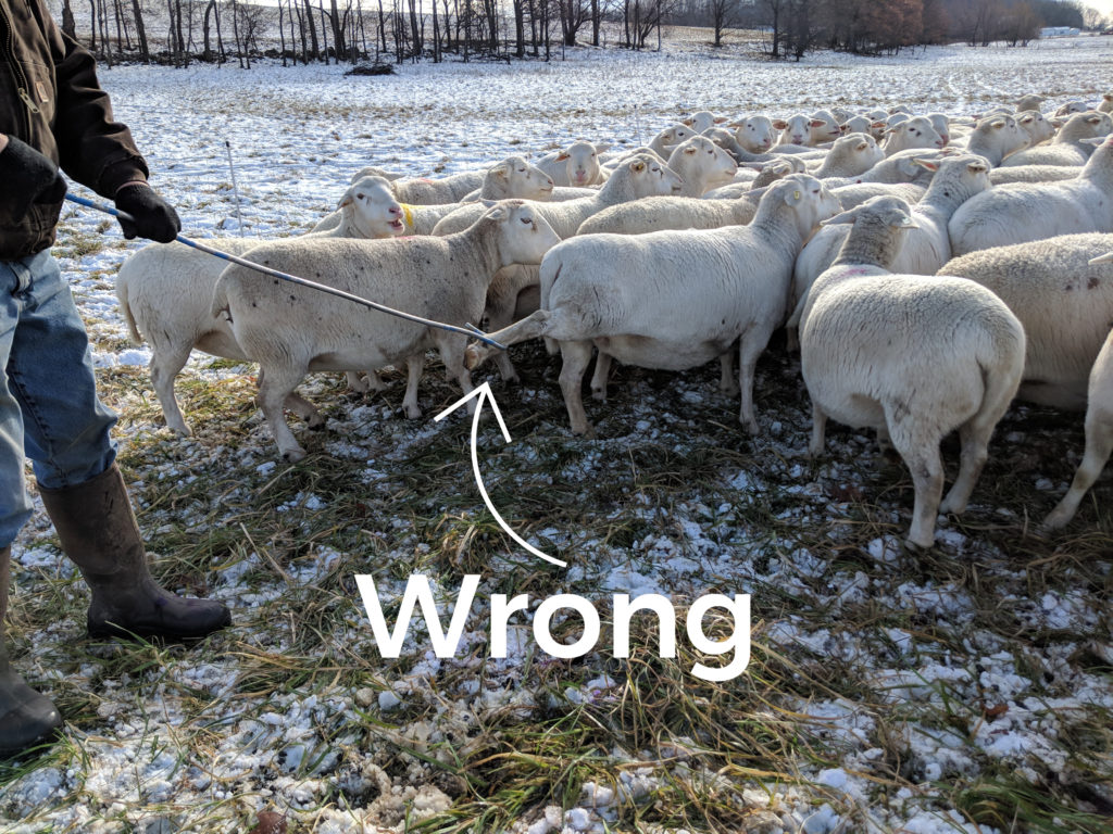 SFQ catch sheep wrong
