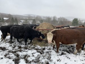 Beef cows looking at camera