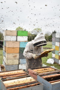 SFQ veteran beekeeper portrait
