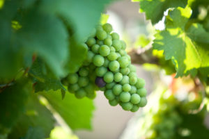 SFQ vineyard grape vine