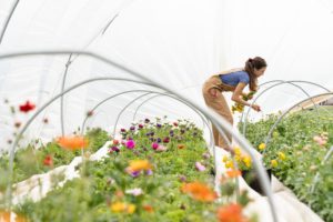 cut flower farm high tunnel unsplash