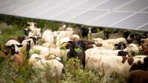 sheep solar grazing cornell