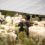 Shepherding the Sun: Grazing Sheep Under Solar Arrays