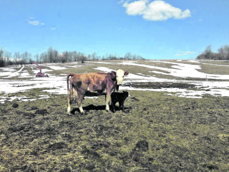 How to Keep Your Beef Cattle Healthy Cornell Small Farms