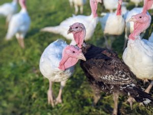 SFQ pasture turkeys flock