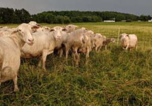 SFQ sheep mastitis