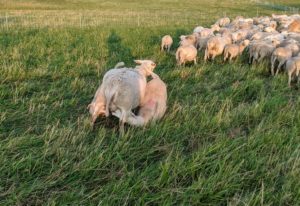 SFQ sheep udder health