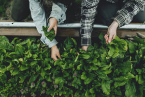 SFQ spinach harvest youth farm garden cals