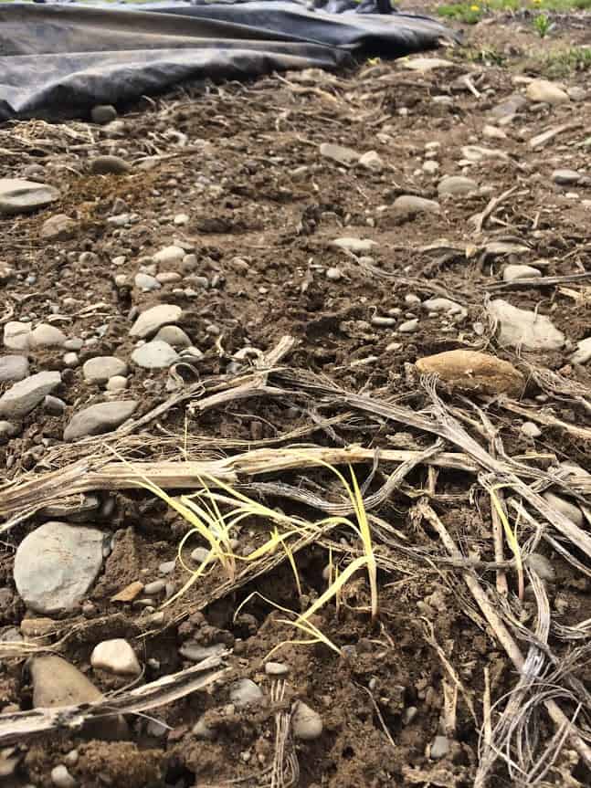 We still find perennial weeds, like nutsedge, after tarp removal in spring.