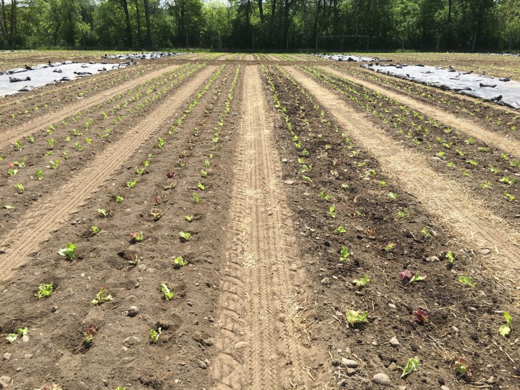 Tarps were used with no-till to create a weed-free seedbed for lettuce (right) and compared to conventionally tillage beds (left).