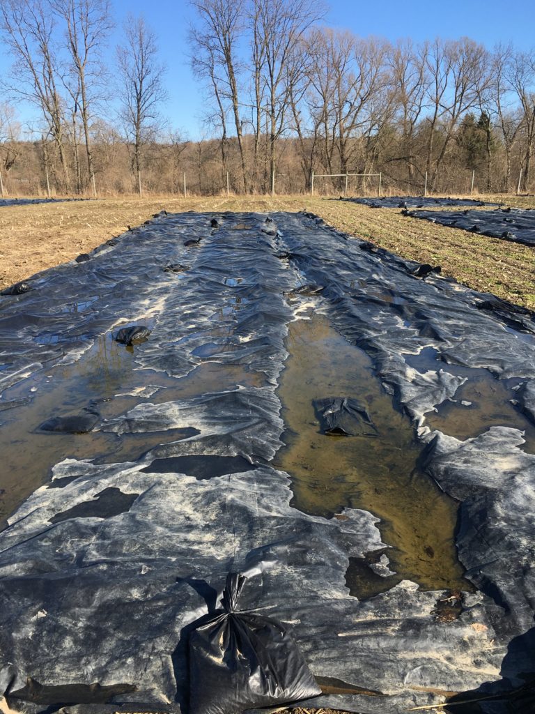 Impermeable tarps control soil moisture by  ponding rainwater and snowmelt and restricting the flow of water into beds. As a result, tarps can help improve field access at times when it would otherwise be too to till or plant.