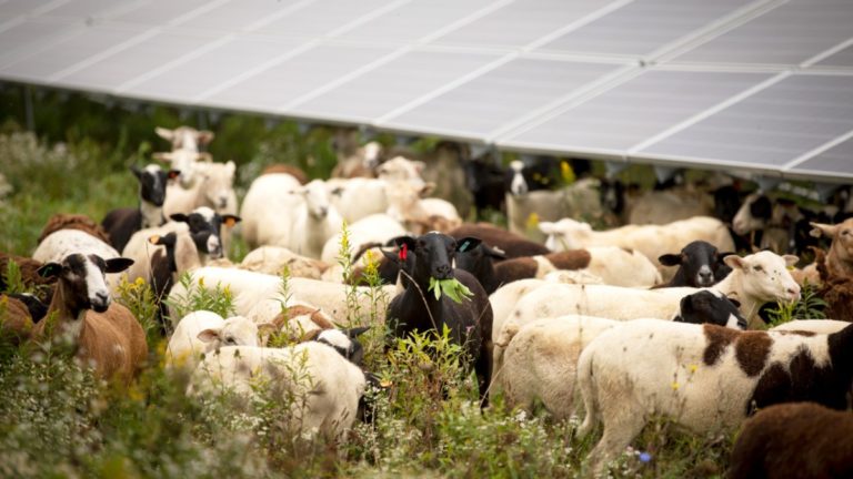 SFQ sheep solar grazing cornell