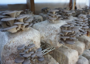 indoor mushrooms sfp gabriel