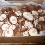Harvested shiitake in a cardboard box