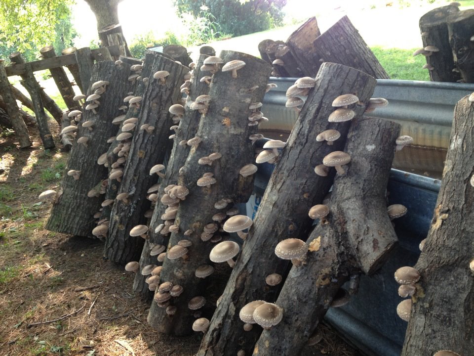 First shiitake flush from a group of logs. (Andrew Bojanowski, Eddy Farm)