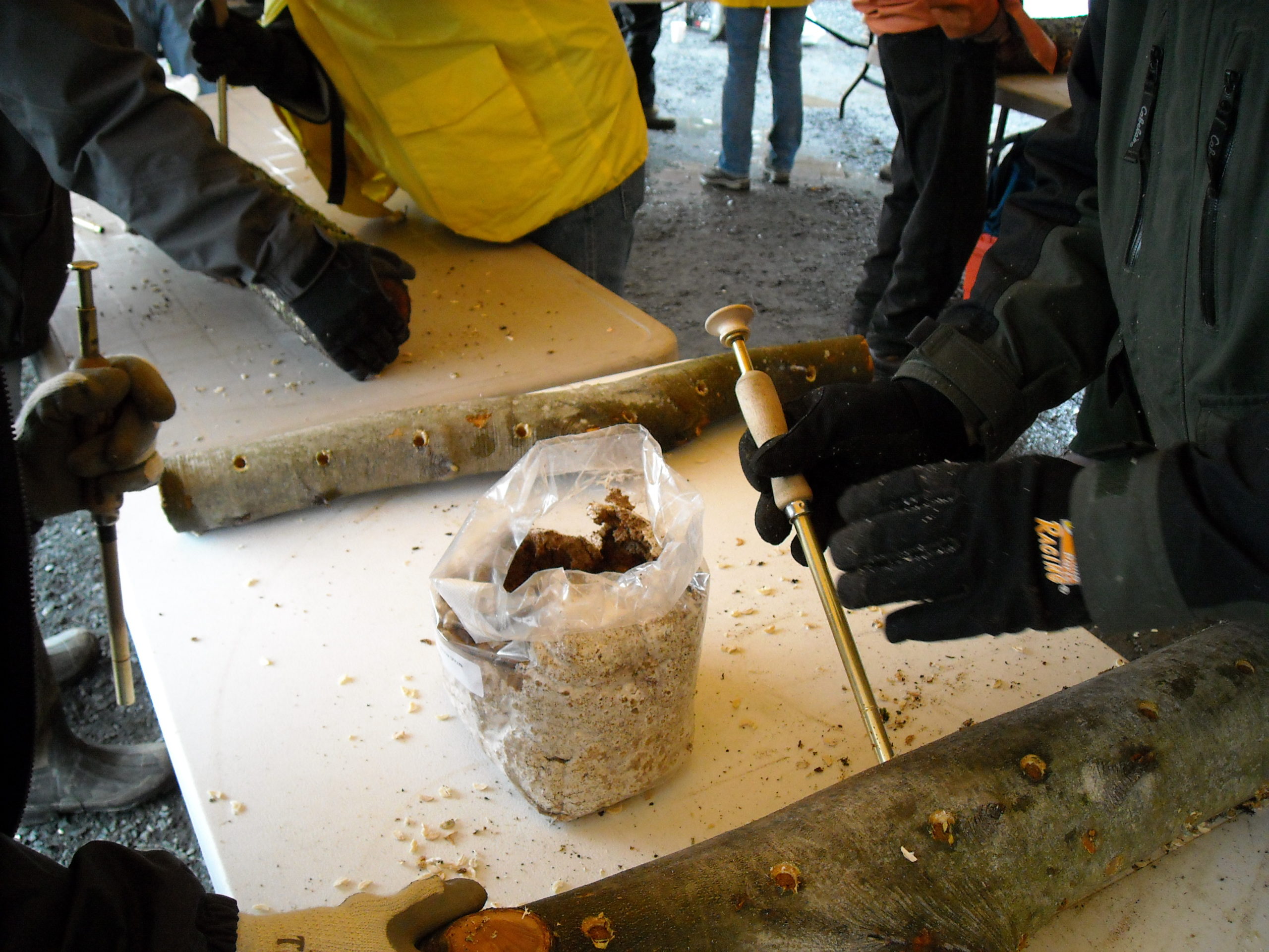 A pair of hands holds an inoculator near a bag of sawdust spawn.