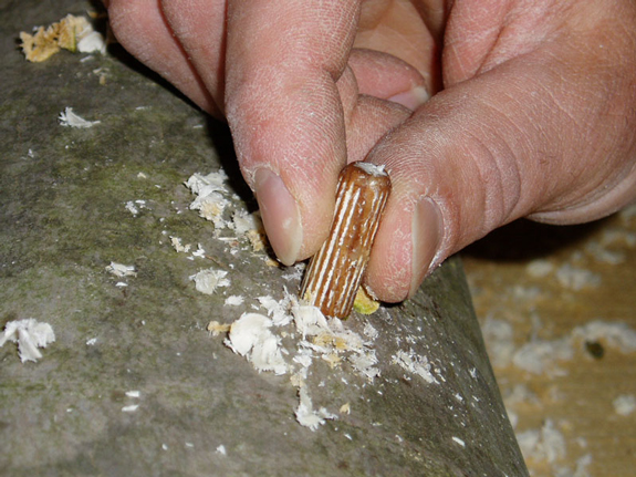 A capsule-shaped plug spawn is placed in a drilled hole in a log.