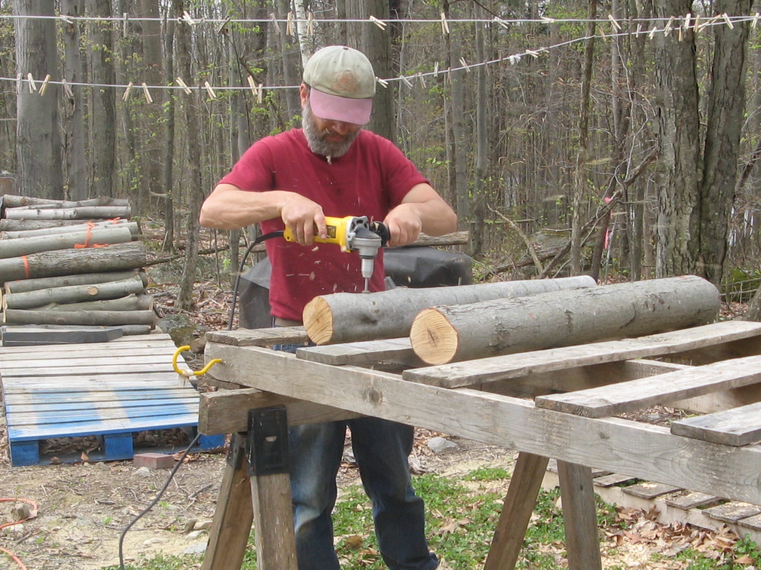 A man drills into a log on a homemade inoculation table