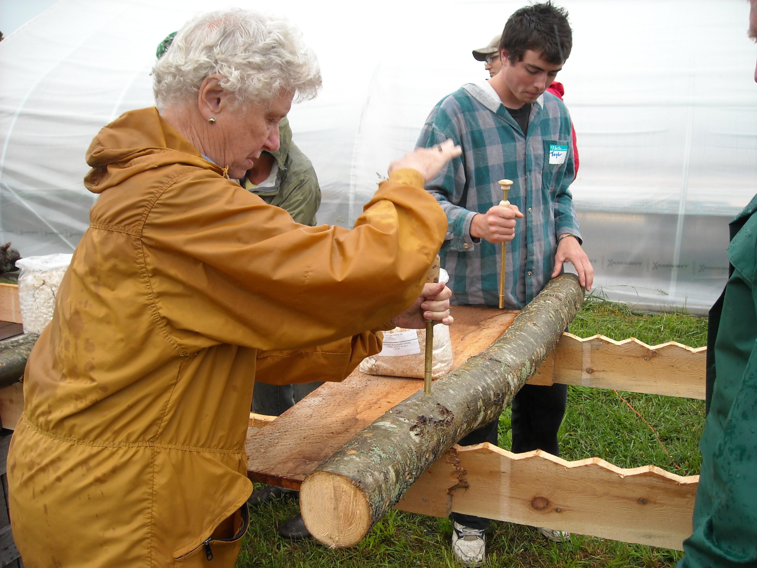 A man uses an inoculator to inoculate a log with spawn.
