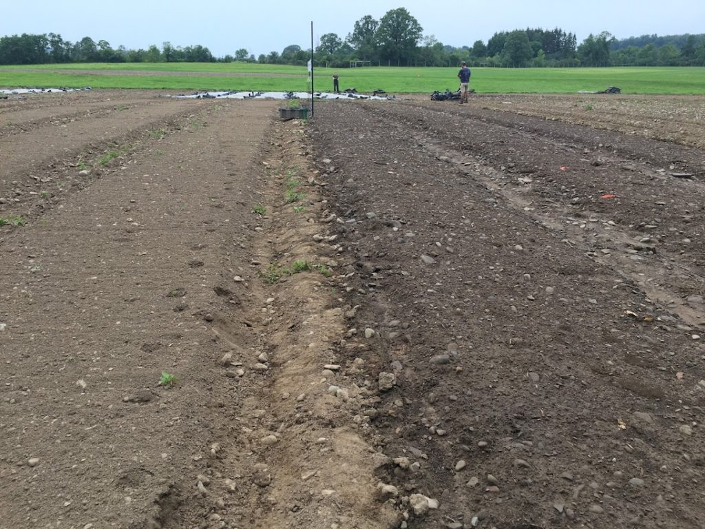 Tarps can be used to reduce tillage passes by holding beds weed free until it's time to plan. We have compared tillage and tarping (right) to untarped tilled beds (left). 