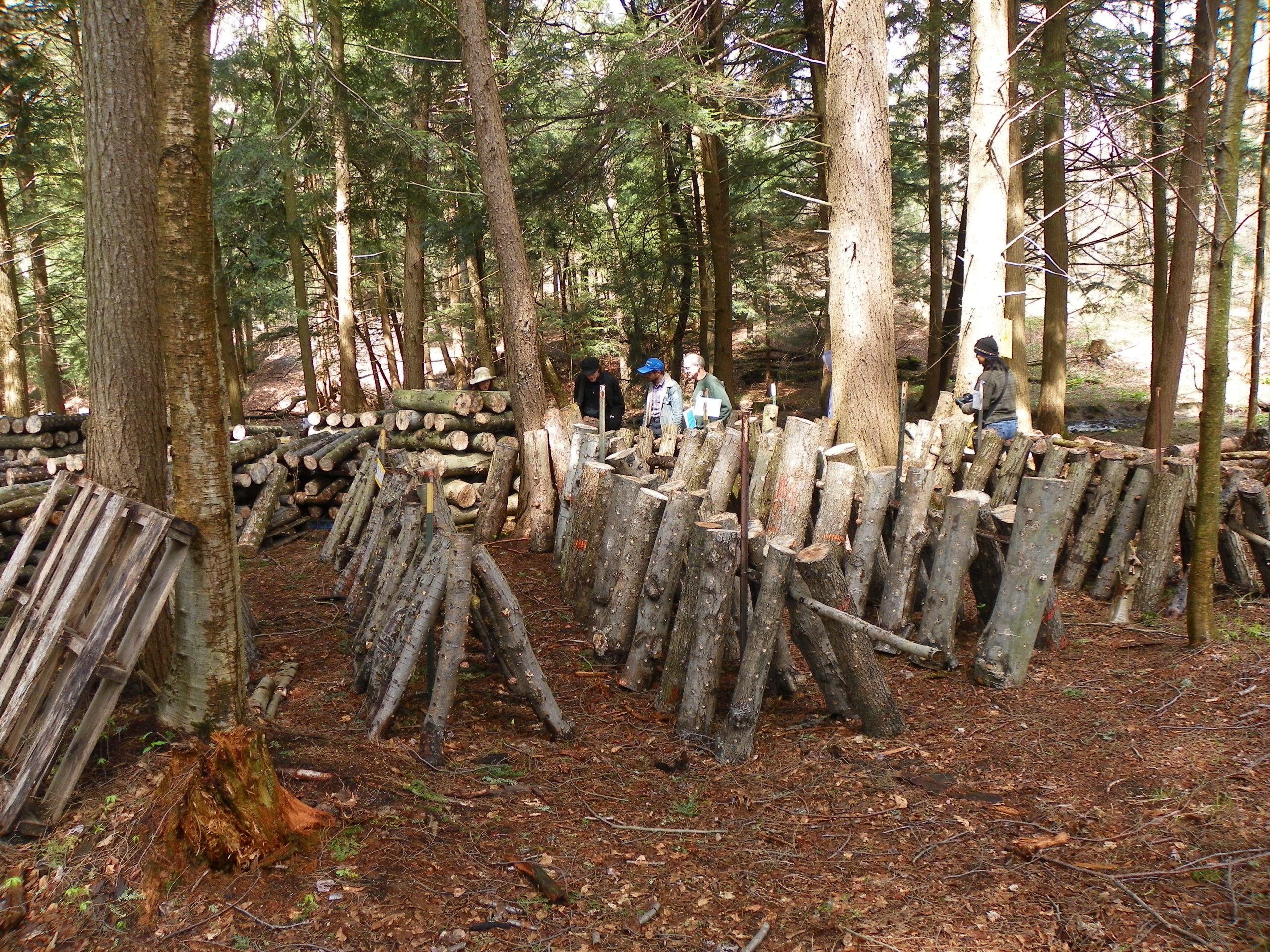 Shiitake logs are stacked against each other in rows in a forest.