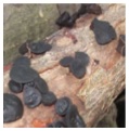 Black button-like mushroom caps grow on a log.