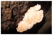 A white-gilled mushroom grows from the side of a log.