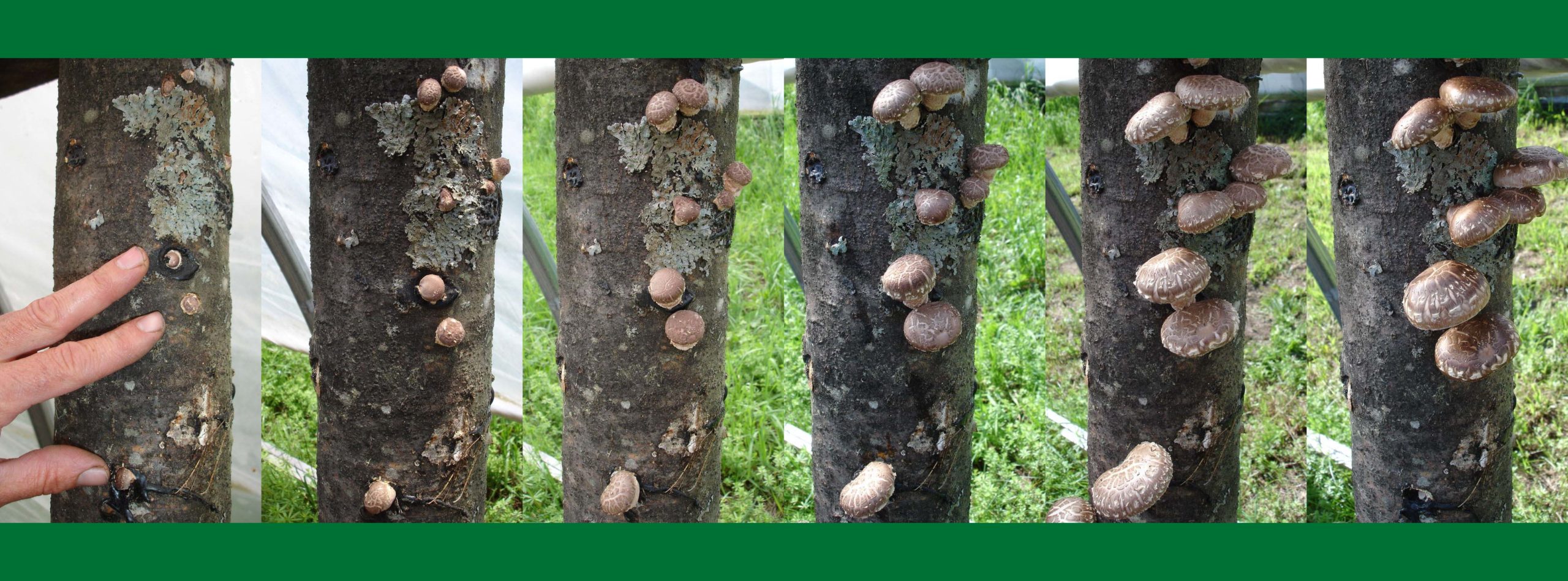 A series of six photos taken 1 day apart from each other shows the rapid growth of shiitake fruiting bodies. In the first picture, the fruiting bodies are about the size of pencil eraserheads. In the last picture, the fungi are approximately the diameter of a golf ball.