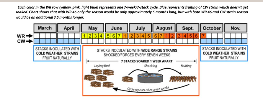 A chart depicting a strategy to maximize shiitake yield via season extension using cold weather strains and an aggressive forcing schedule during the summer. Seven groups of logs are forced a week apart from each other during the summer to stagger fruiting.