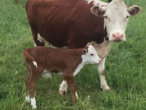 SFQ Pregnant cows