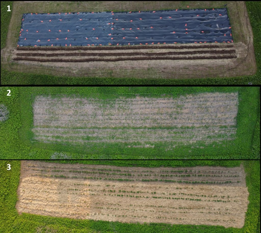 To Tarp, to Mulch or to Do Both That Was the Question Cornell Small