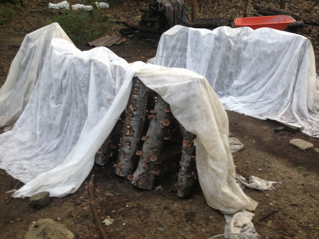 Fruiting logs stacked in an A-frame underneath white shade cloth.