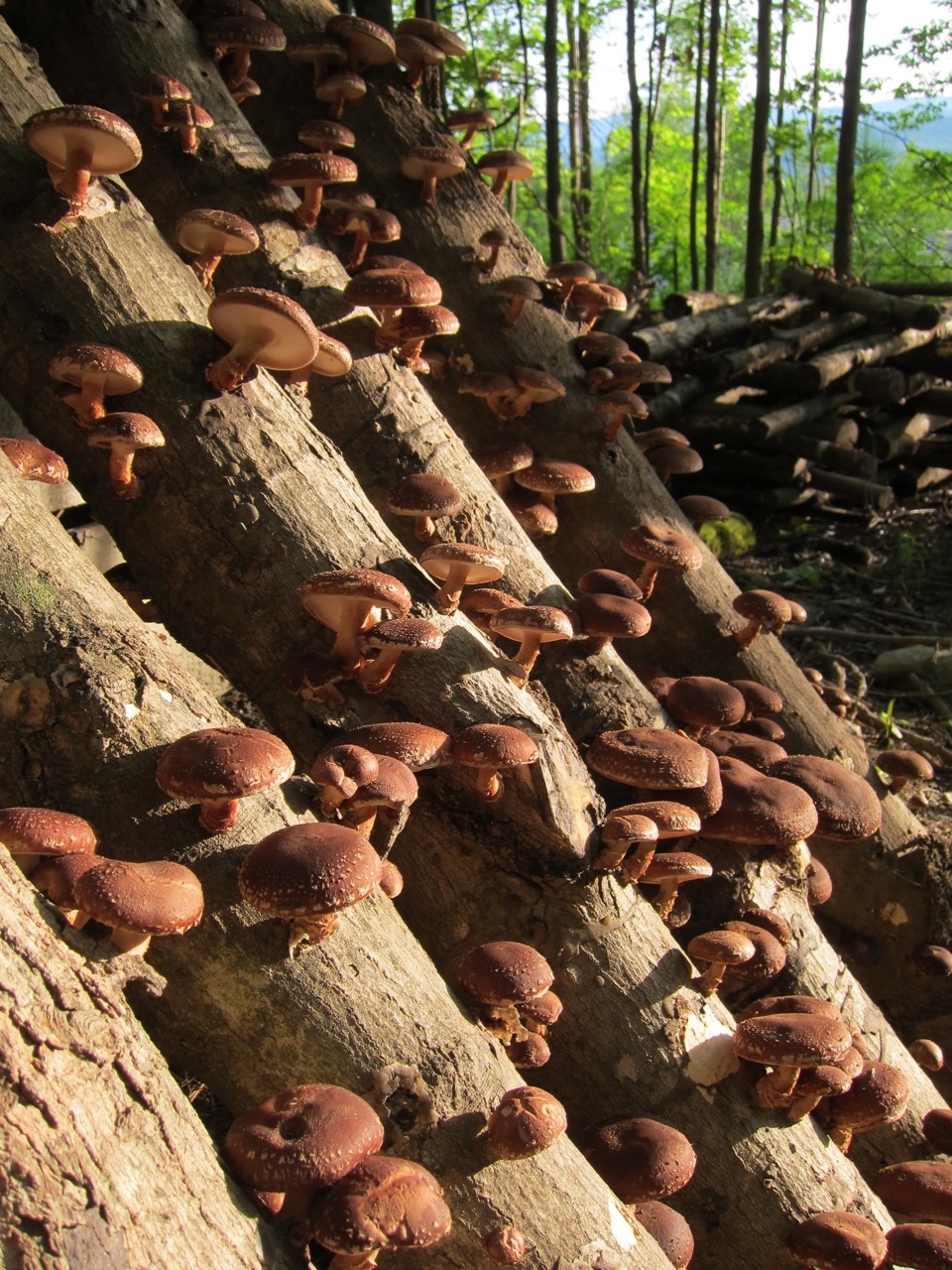 Close-up of fruiting shiitake logs in the sun.