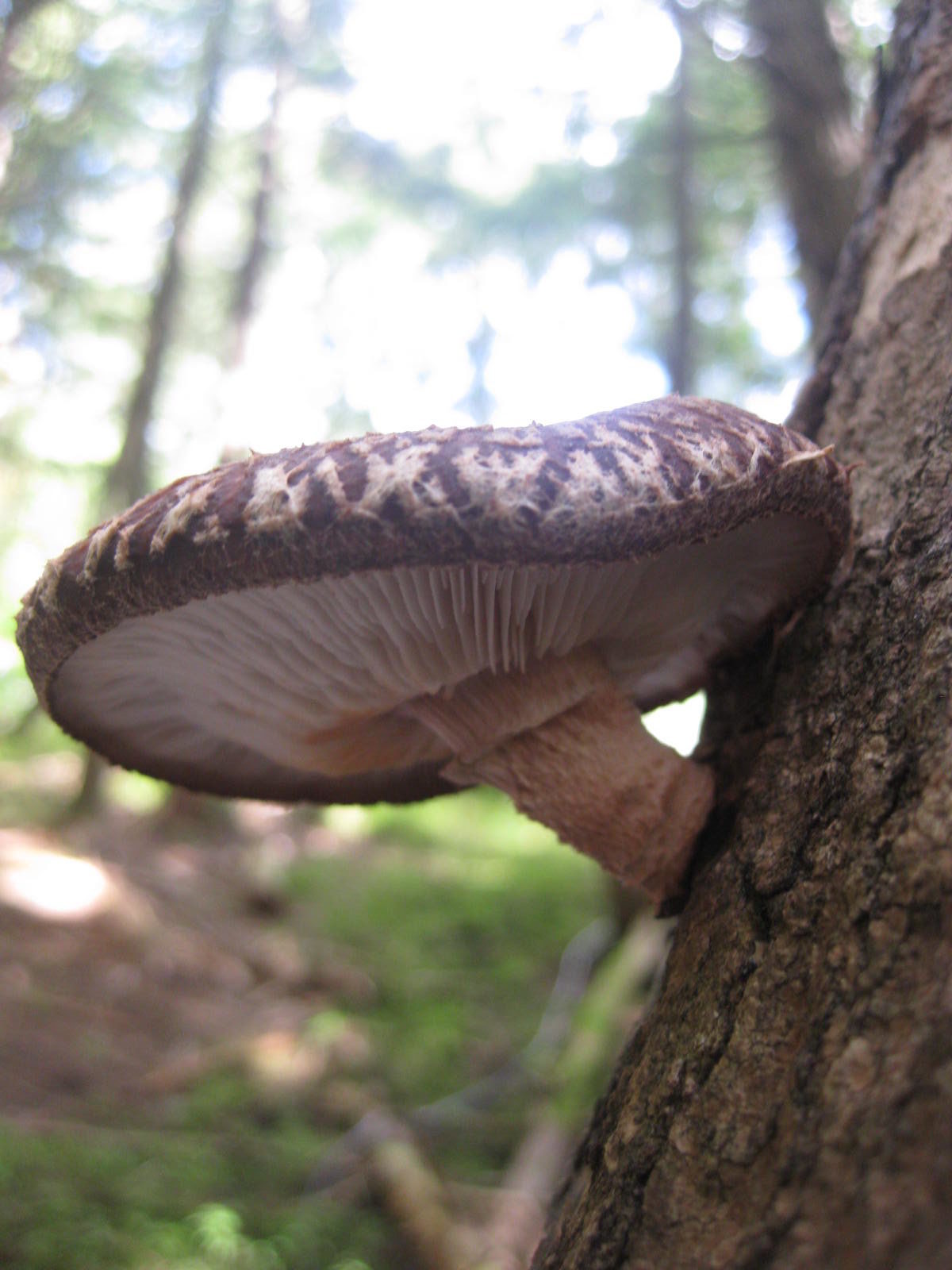 A shiitake mushroom with the edges still curled over the gills slightly. It is growing out of the side of a log.