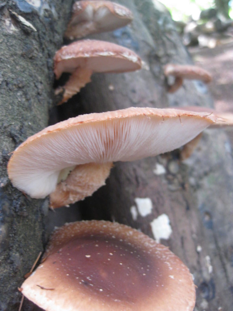 A shiitake mushroom that has been left too long before harvesting. Its cap is flattened and pale at the edges.