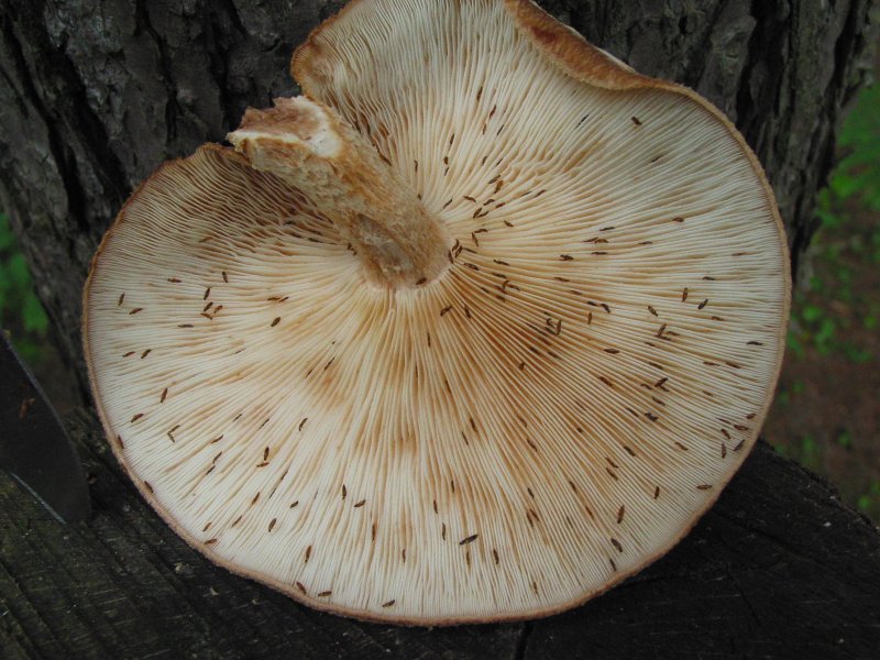 A shiitake mushroom is placed gills-up, exposing the thrips that crawl on the gills.