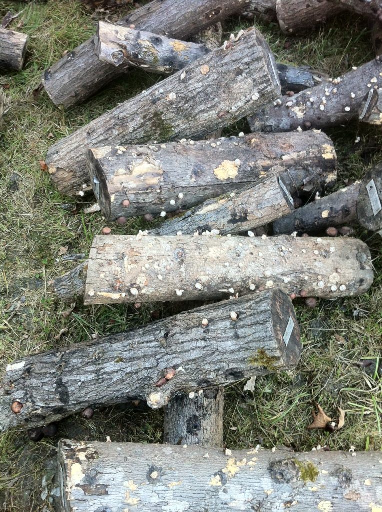 Shiitake logs are lined up side-by-side from the top to the bottom of the image. The shiitake on them have all been eaten off, leaving only the white stems.
