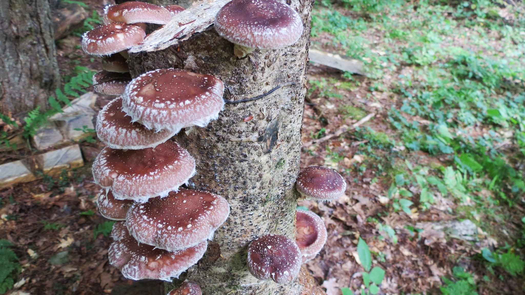 Shiitake growing profusely out of a log standing vertically.
