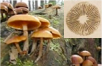 Galerina mushrooms growing in a cluster on a log. They are yellow-orange with large, concave caps and thin stems. The spore print is brown.