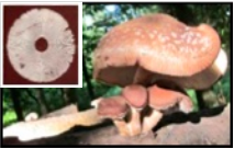 Shiitake mushrooms with slightly irregular, brown caps. The spore print is white.