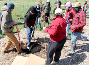 Event participants help plant hickory tree