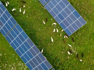 aerial view of sheep grazing in solar array