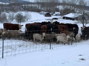 SFQ beef grazing livestock fencing