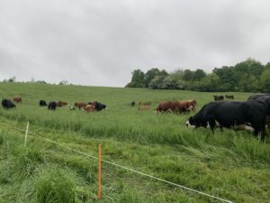 SFQ beef grazing rope fencing