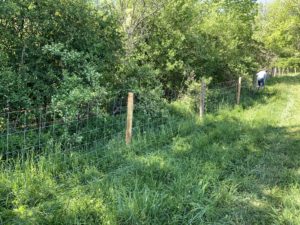 SFQ beef grazing woven fencing